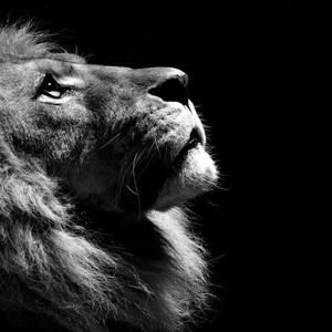 Meet your Posher, Ronen